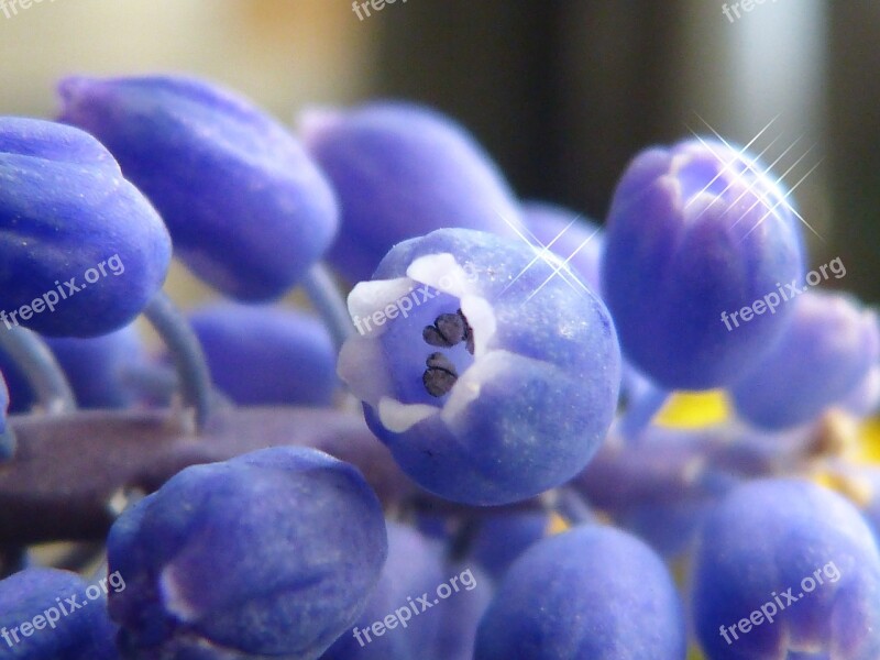 Lupins Purple Color Nature Flowers