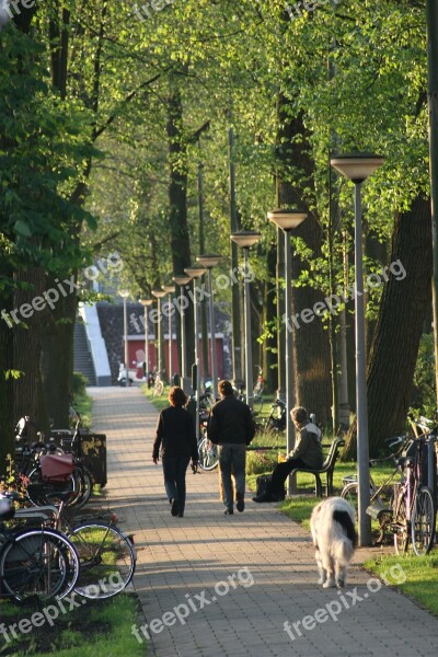 Weesperzijde Amsterdam Hiking Trees Green