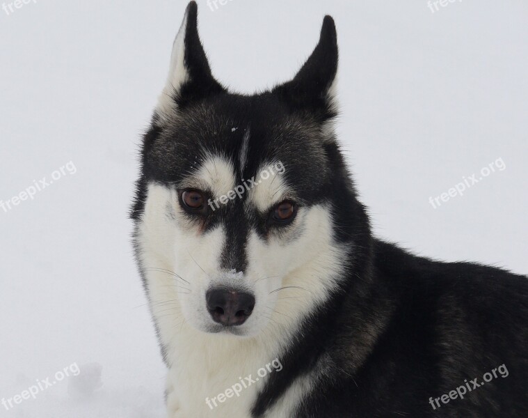 Dog Husky Snow Portrait Free Photos