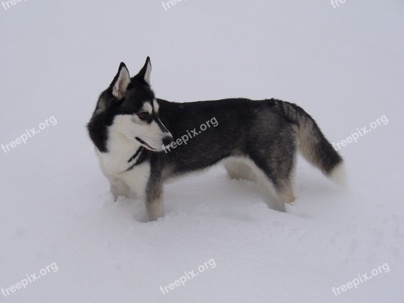 Husky Snow Dog Free Photos