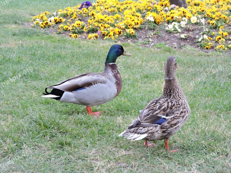 Duck Garden Flowers Animal Bird