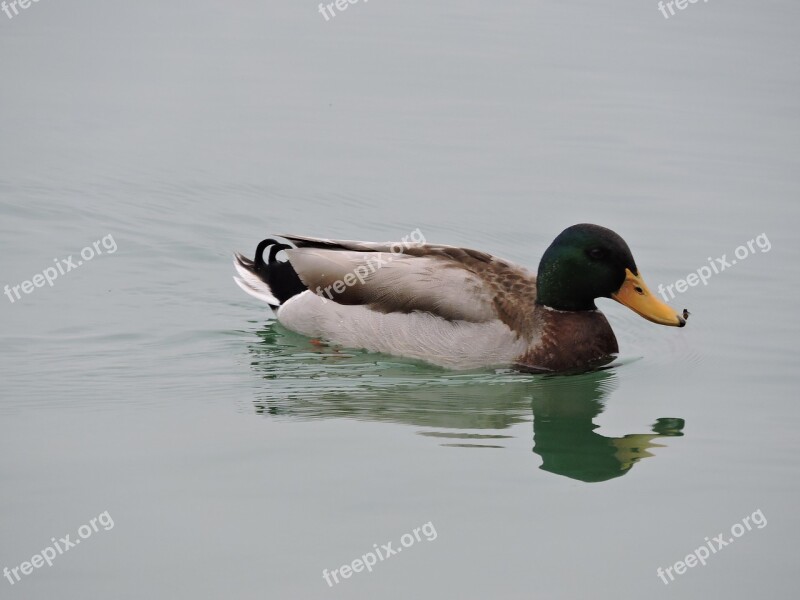 Duck Water Moscow Animal Bird