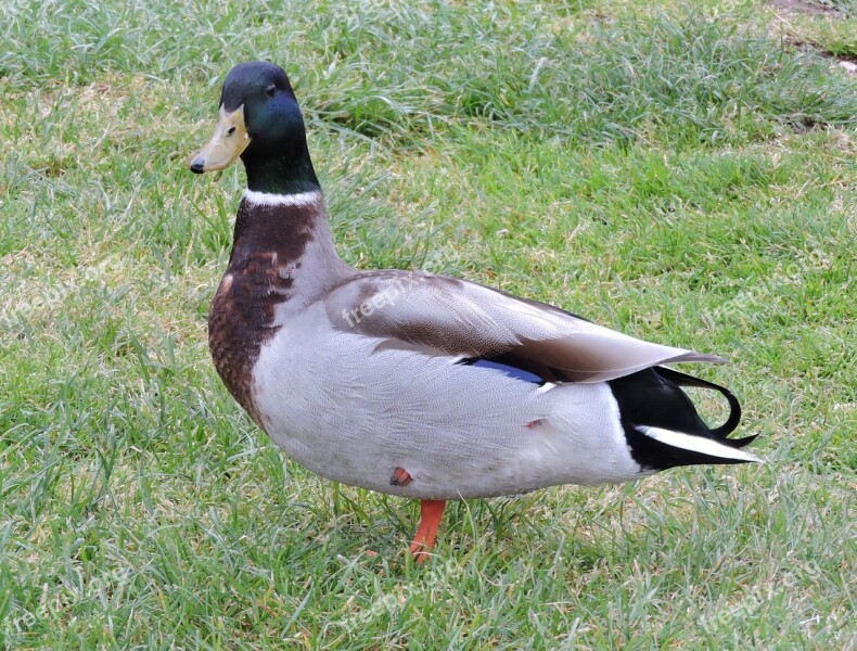 Duck Garden Animal Bird Beak