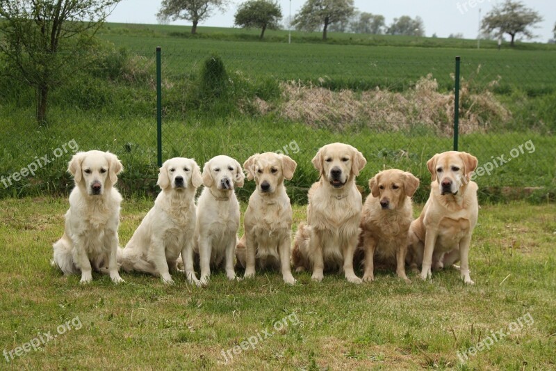 Dogs Golden Retriever Pack Free Photos