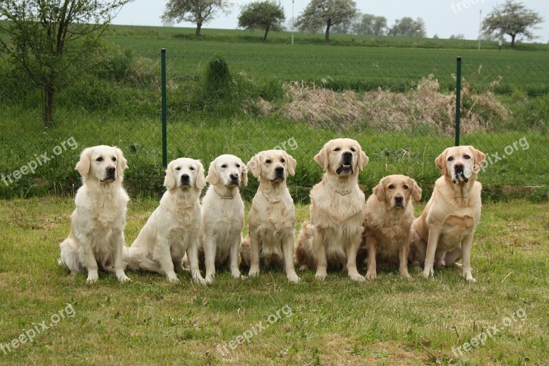 Dogs Golden Retriever Pack Free Photos