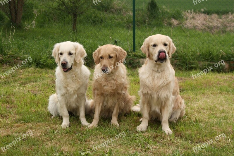 Dogs Golden Retriever Pack Free Photos