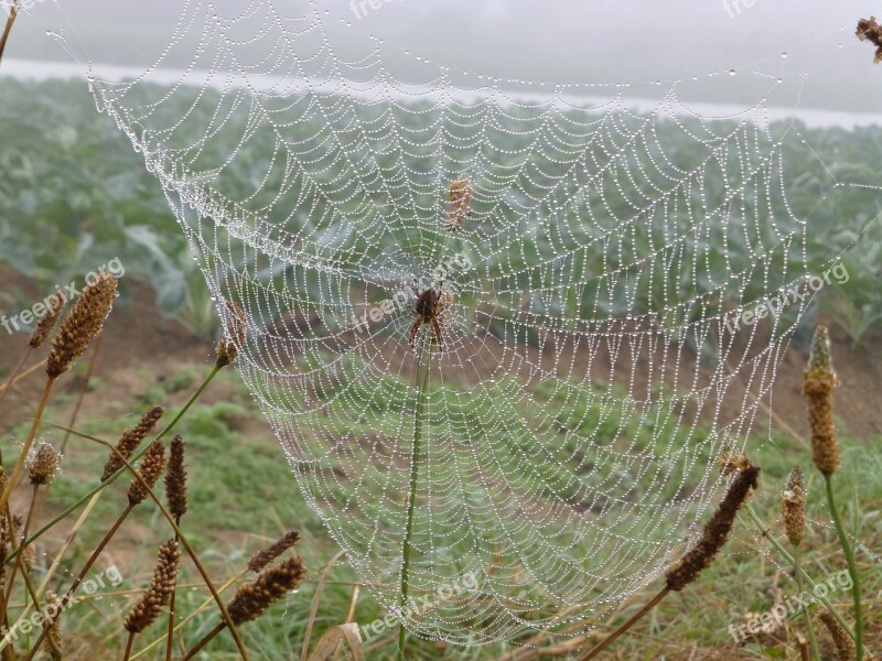 Brittany Landscape Cobweb Dewdrop Autumn Mood