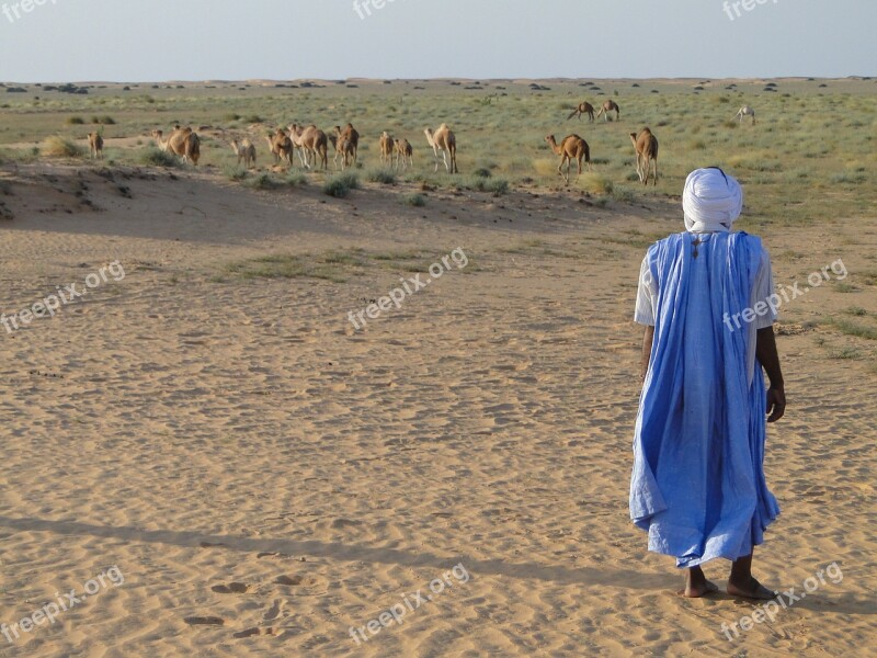 Desert Camels Arab Mauritania Free Photos