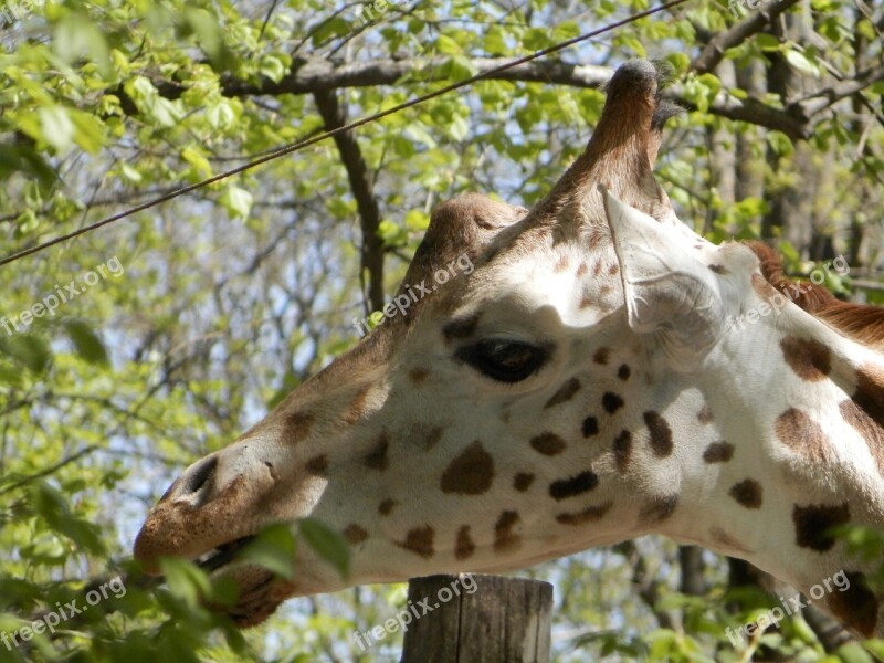 Giraffe Zoo Animal Spotted Meal