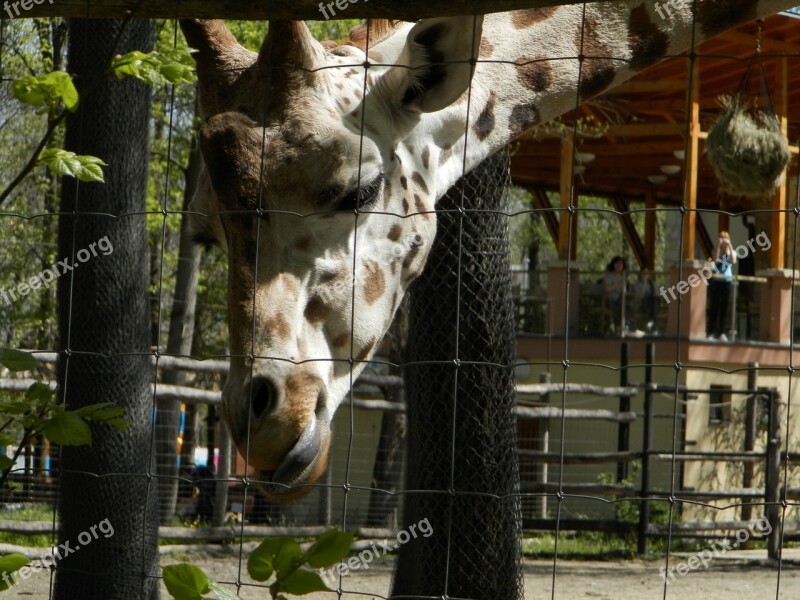 Giraffe Zoo Animal Spotted Free Photos