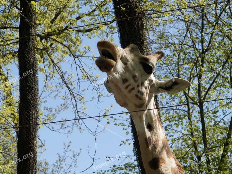 Giraffe Zoo Animal Spotted Free Photos