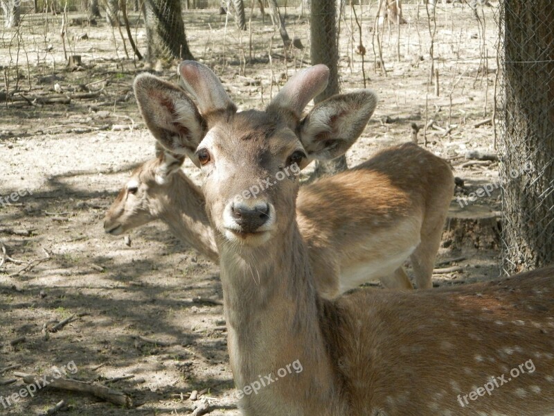 Zoo Deer Watch Free Photos