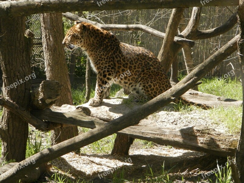 Leopard Animal Feline Big Cat Free Photos