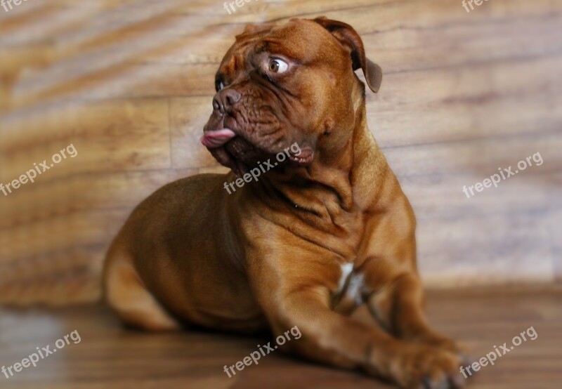 Barbara De Bordeaux Dogue De Bordeaux Dog Animal Mammal