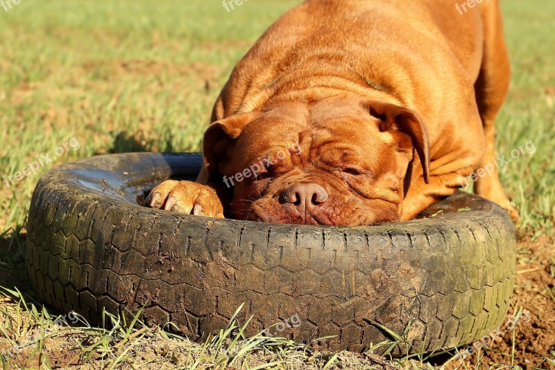 Barbara De Bordeaux Dogue De Bordeaux Dog Animal Mammal