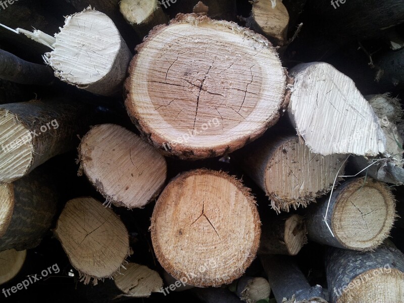 Wood Stump Tree Forest Woodcutter