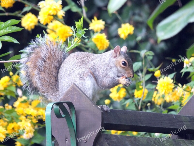 Squirrel Grey Rodent Wildlife Nature