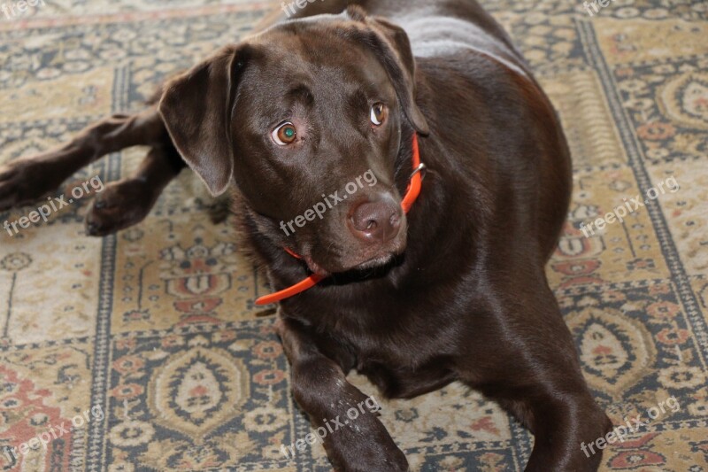 Dog Chocolate Labrador Retriever Carpet Inside Orange Collar