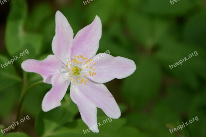 Wild Flower Pink Nature Spring Free Photos