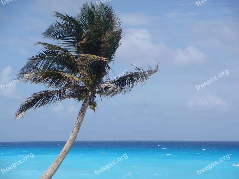 Palm Tree Mexico Vacation Beach Tropical