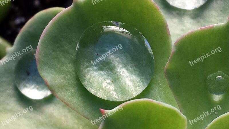 Water Drop Water Succulent Drop Liquid