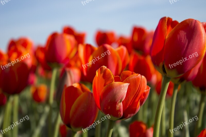 Tulips Spring Netherlands Tulip Fields Flower