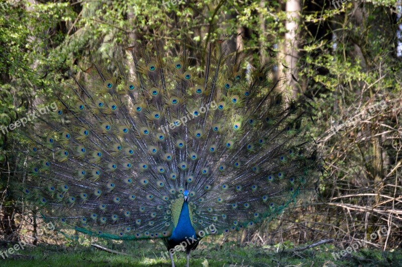 Peacock Feather Bird Peacock Feathers Colorful