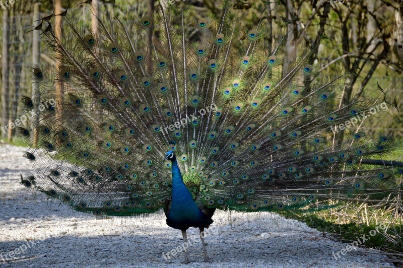 Peacock Feather Bird Peacock Feathers Colorful