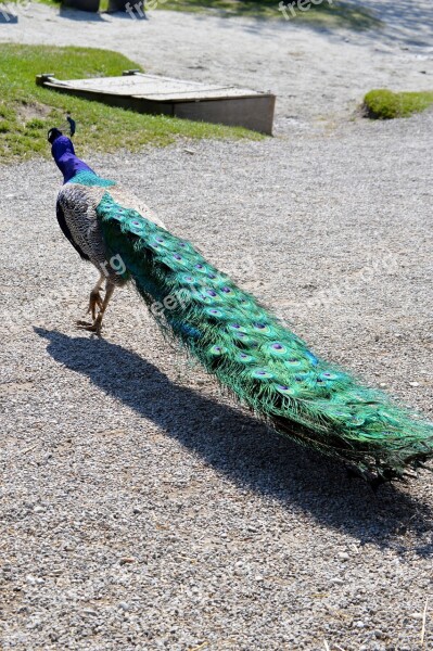 Peacock Feather Bird Peacock Feathers Colorful