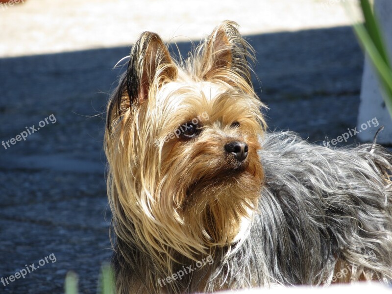 Dog Yorkshire Pet Yorkshire Terrier Animal