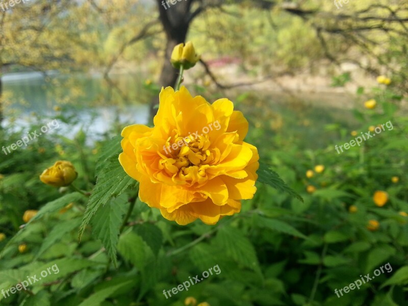 Yellow Flower Yellow Flowers Plants Nature