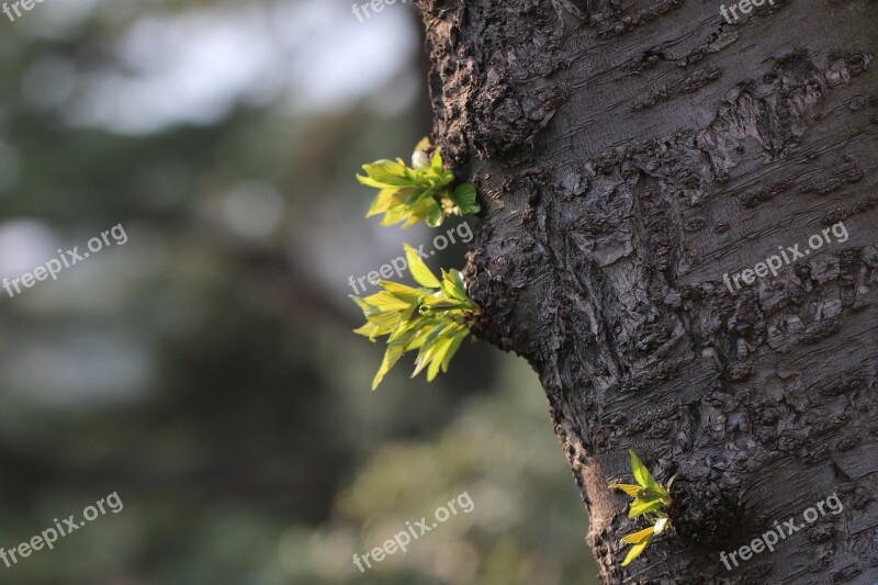 Tree Germination Spring Natural Free Photos