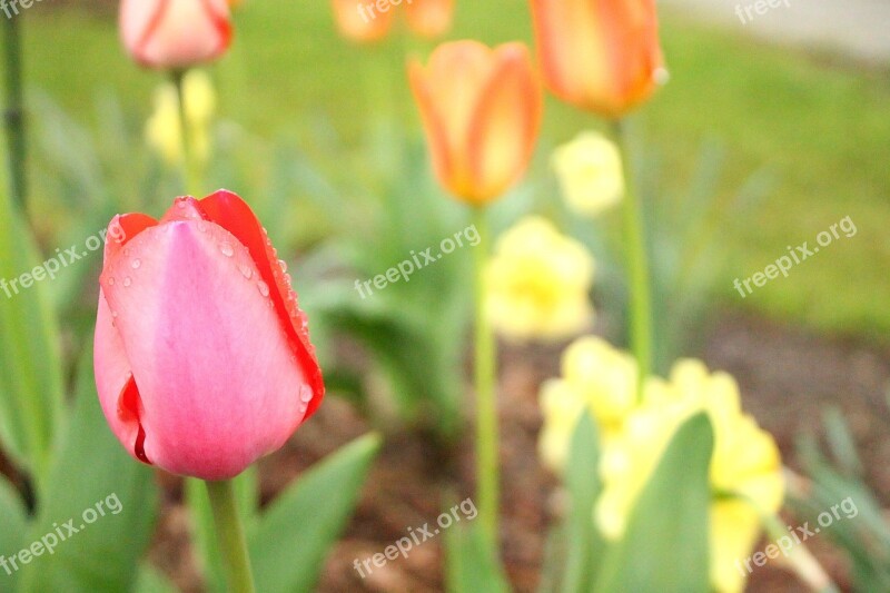 Tulip Colorful Pastels Pink Flower Bed