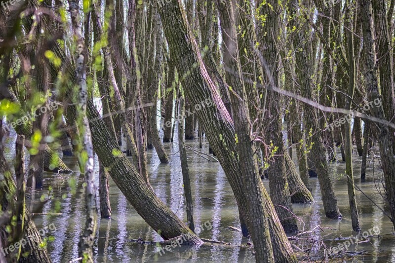 Nascent Spring Willow Floodplain Wet Feet