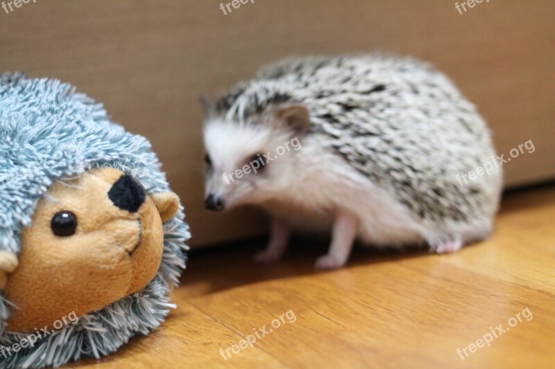 Hedgehog Doll Toy Animal Free Photos