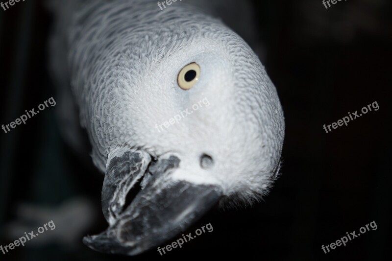 Bird Parrot Gray Of Gabon Red Tail Exotic