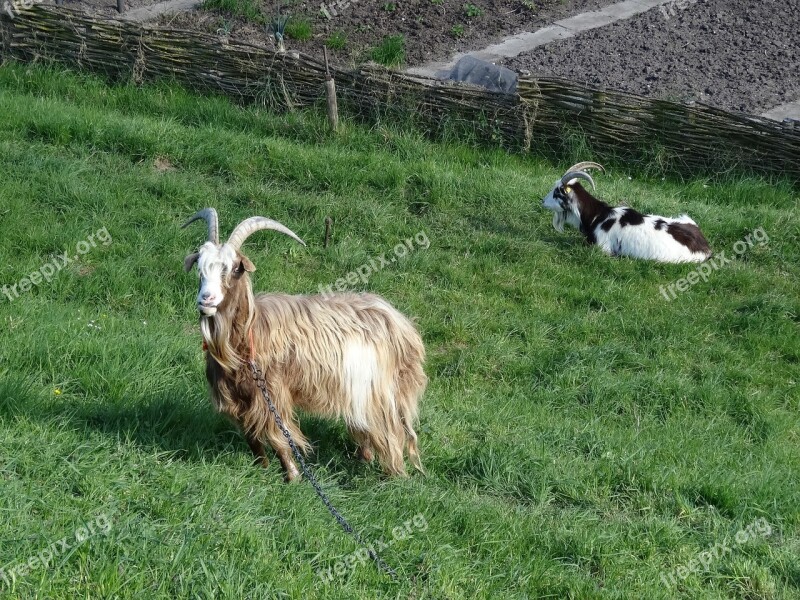 Goat Goats Meadow Browser Geitekop