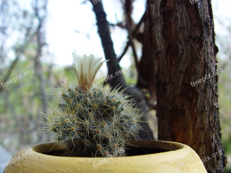 Cactus Flower In A Pot Plants Green