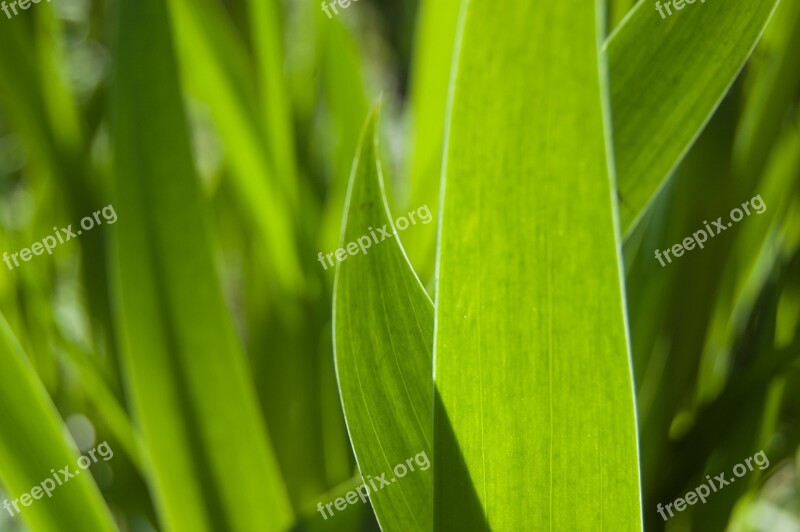 Iris Leaves Irises Leaves Green Background Of Leaves Free Photos