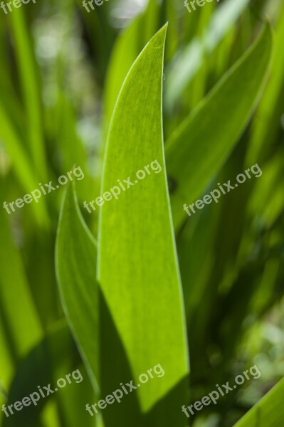 Iris Leaves Irises Leaves Green Background Of Leaves Free Photos