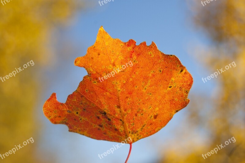 One Orange Aspen Leaf Aspen Leaf On A Background Of Blue Sky Sheet Clear Day