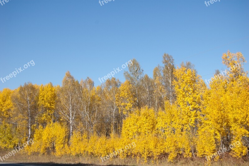 Yellow Trees Yellow Autumn Leaves Clear Day Blue Sky Forest