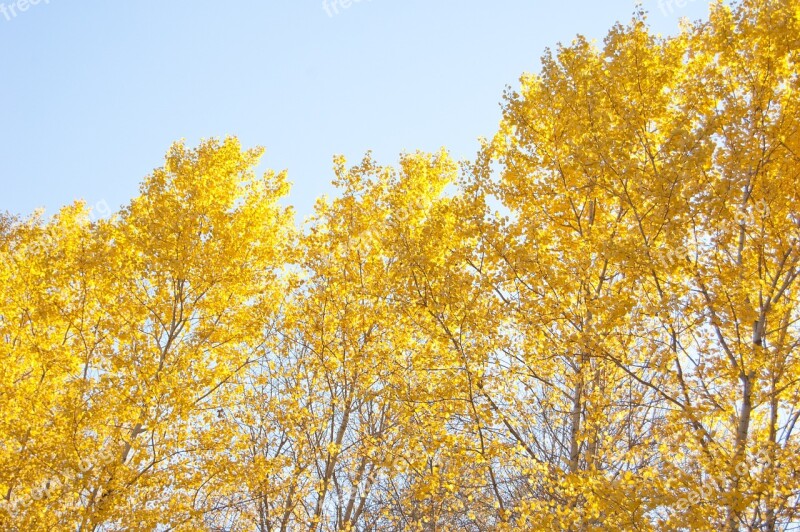 Yellow Trees Yellow Autumn Leaves Clear Day Blue Sky Forest