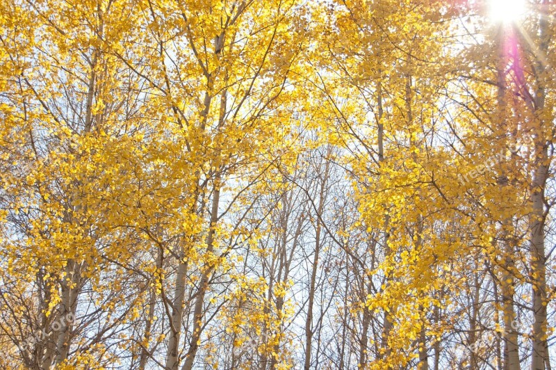 Yellow Trees Autumn The Sun Shines Through The Leaves Clear Day Blue Sky