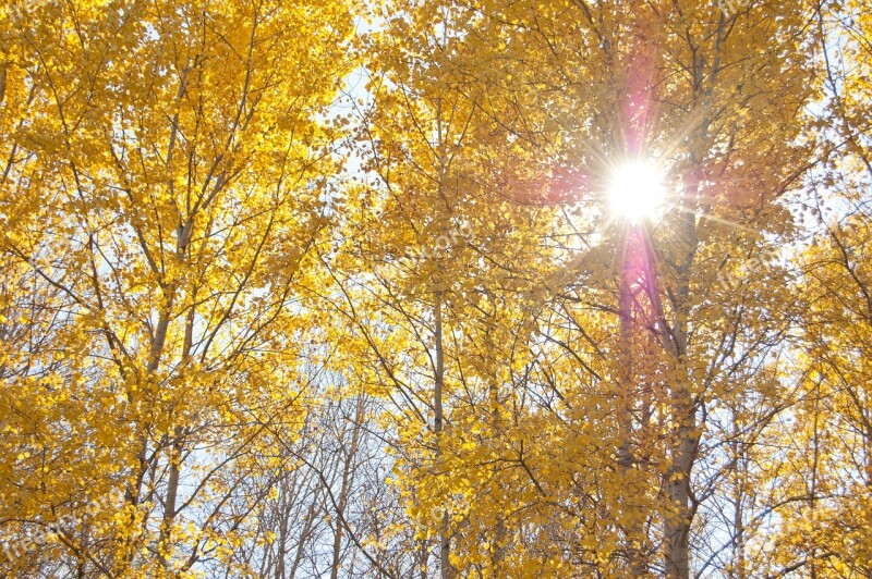 Yellow Trees Autumn The Sun Shines Through The Leaves Clear Day Blue Sky