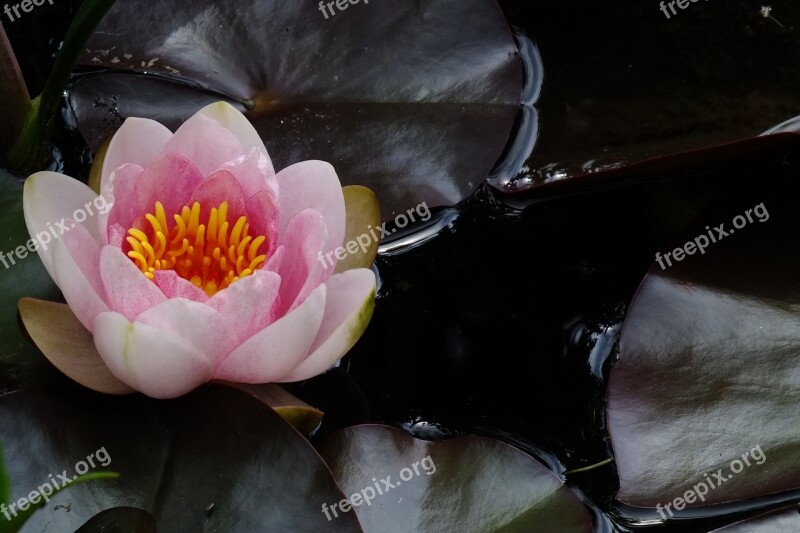 Flower Pink Water Lily Aquatic Plant Free Photos