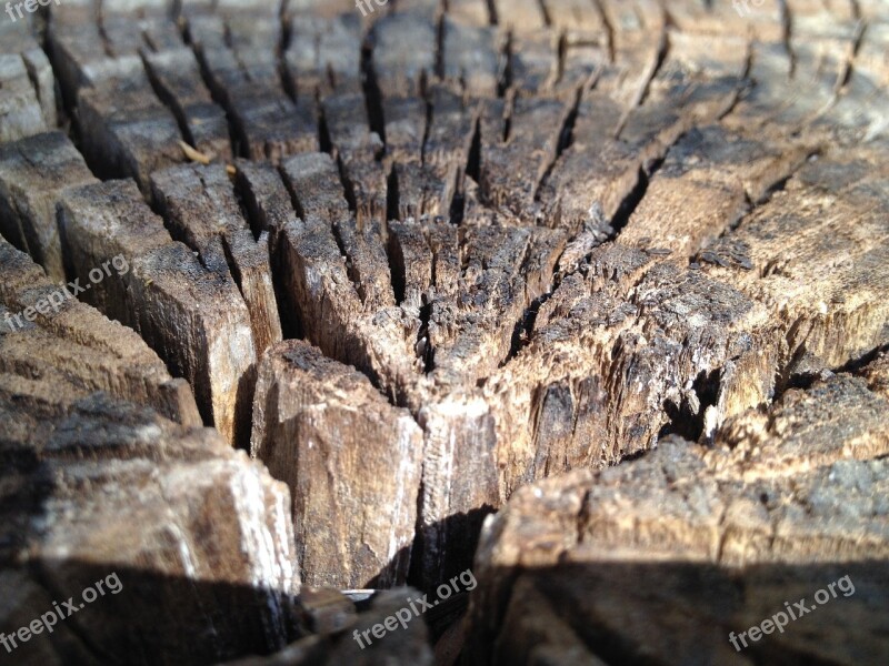 Bark Trunk Texture Nature Forest