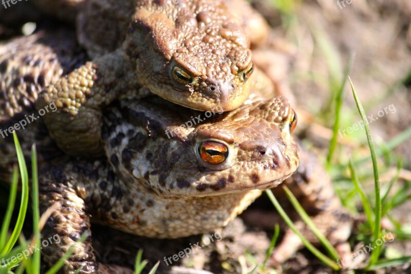 The Frog Toads Spring Free Photos