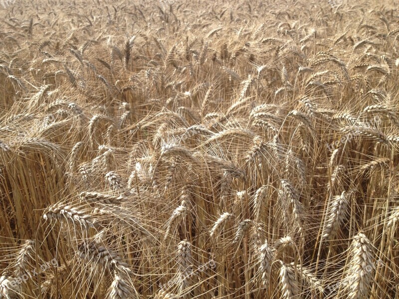 Fields Wheat Cereals Free Photos