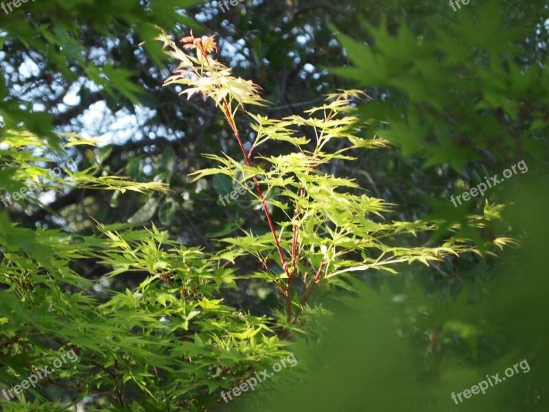 Maple Japanese Maple Tree Nature Garden